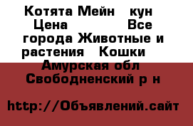 Котята Мейн - кун › Цена ­ 19 000 - Все города Животные и растения » Кошки   . Амурская обл.,Свободненский р-н